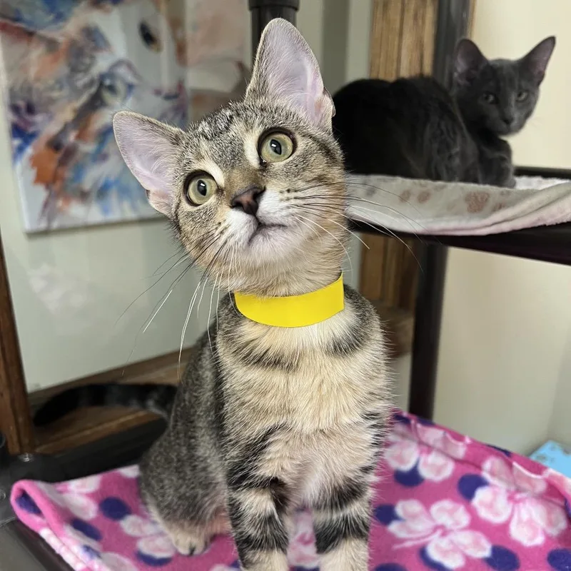 A young small-sized female Brown / Chocolate Domestic Short Hair cat named Peanut for adoption in Arlington Heights, IL