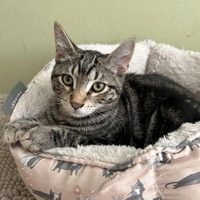 Mishu Gentlecharmer thumbnail 2