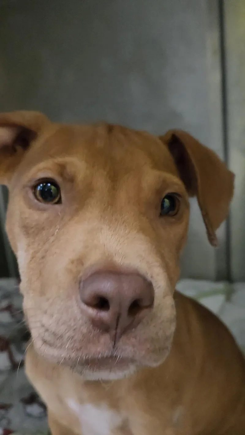 A baby medium-sized male Brown / Chocolate Mixed Breed dog named Dino for adoption in Charleston, SC