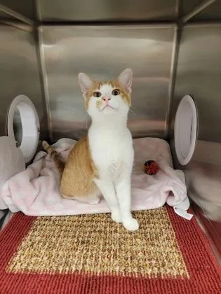 An adult medium-sized male Domestic Short Hair cat named Bart for adoption in Fergus Falls, MN