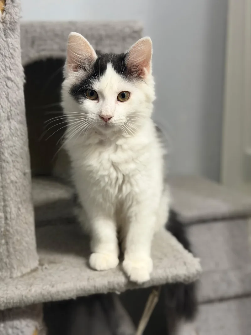 A baby medium-sized female Black & White / Tuxedo Domestic Long Hair cat named Flecka for adoption in Philadelphia, PA