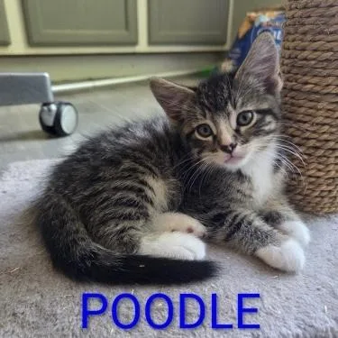 A baby small-sized male Tabby (Gray / Blue / Silver) Domestic Short Hair cat named Poodle for adoption in Bentonville, AR