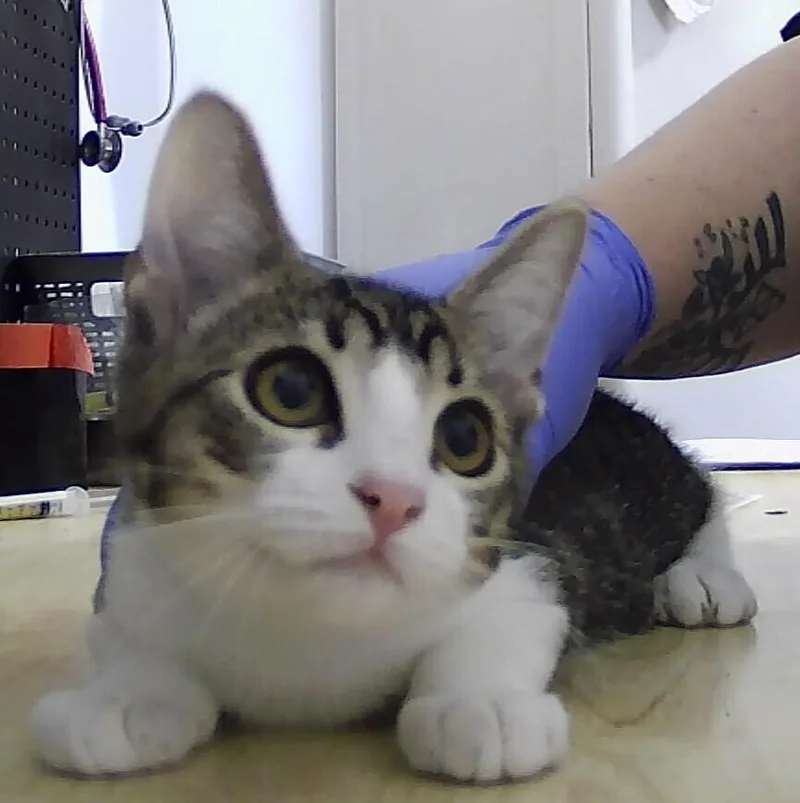 A baby small-sized male Domestic Short Hair cat named Merrick for adoption in Anoka, MN