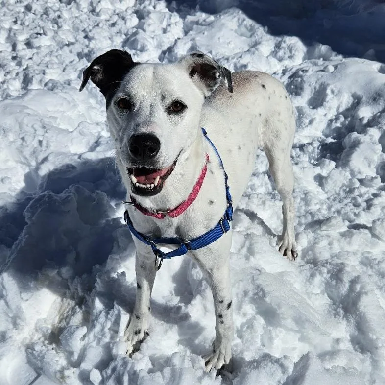 An adult medium-sized female White / Cream Dalmatian dog named Winnie for adoption in Concord, NH