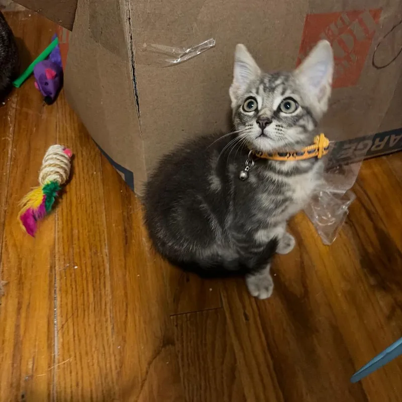 A baby medium-sized male Tabby (Gray / Blue / Silver) Domestic Short Hair cat named Tire for adoption in Beulaville, NC
