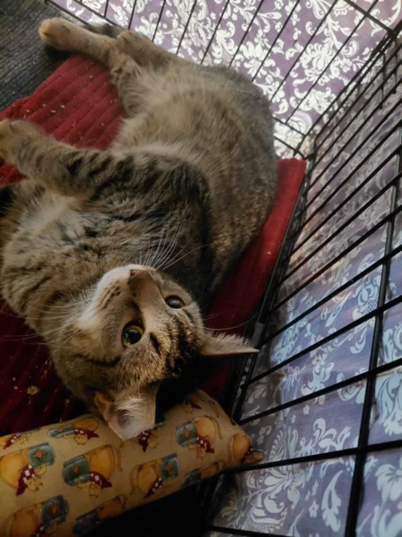 A young medium-sized male Domestic Short Hair cat named Donny Boy for adoption in Stewartsville, NJ