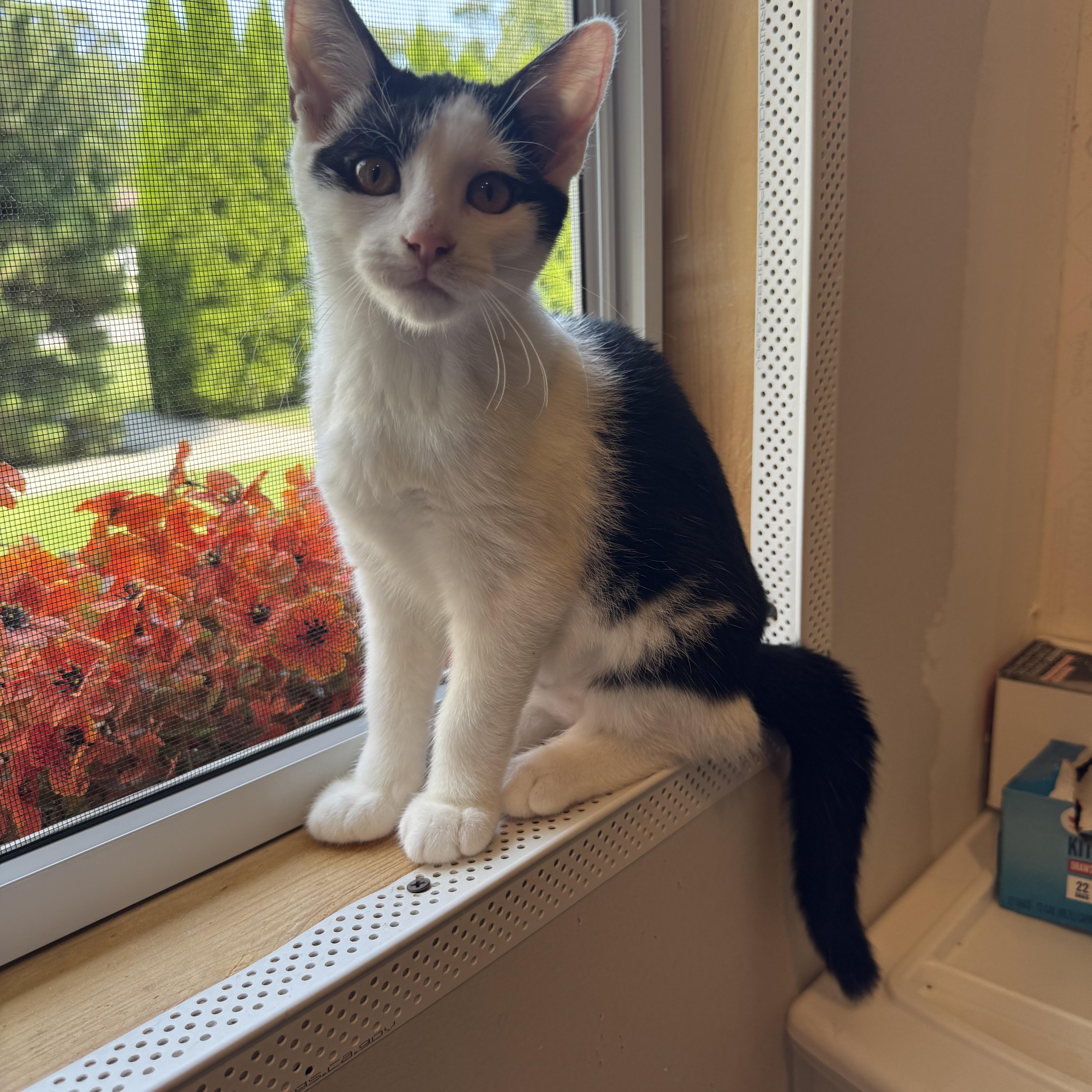 A baby small-sized female Tabby (Gray / Blue / Silver) Domestic Short Hair cat named Berry for adoption in Syosset, NY