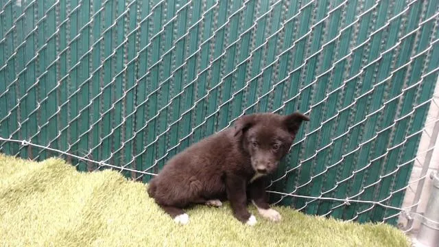 A baby medium-sized male Siberian Husky dog named Luis Serra for adoption in Downey, CA