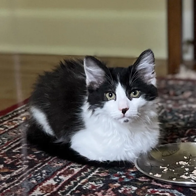 Zorro
