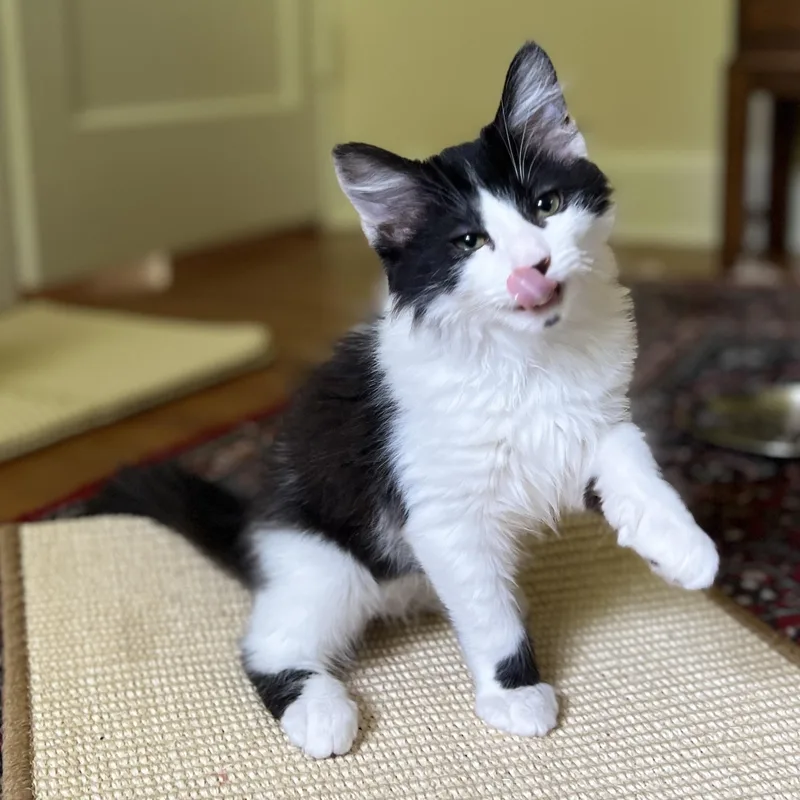 Zorro thumbnail 4