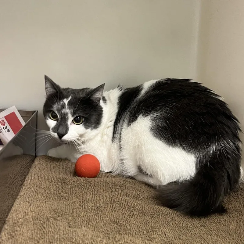 A young small-sized male Gray / Blue / Silver Domestic Short Hair cat named Adonis for adoption in Harrisonburg, VA