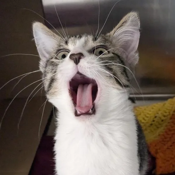 An adult small-sized male Domestic Short Hair cat named Mort  Bonded Buddy for adoption in Des Moines, IA