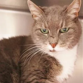 A senior medium-sized female Domestic Short Hair cat named Nanna for adoption in Newark, NJ