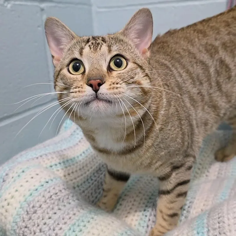 An adult medium-sized male Tabby (Buff / Tan / Fawn) Bengal cat named Luca for adoption in Smithtown, NY