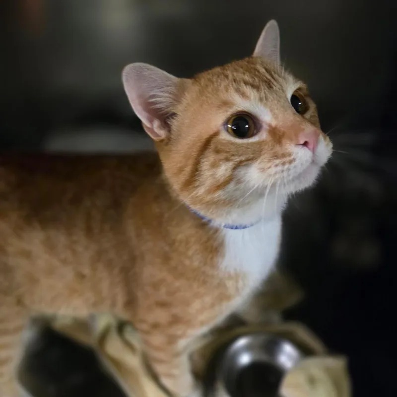 An adult large-sized male Orange / Red Domestic Short Hair cat named Poptart for adoption in San Jacinto, CA