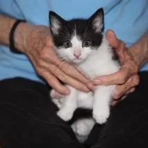 A baby small-sized male White Domestic Short Hair cat named Hank for adoption in Winchester, VA