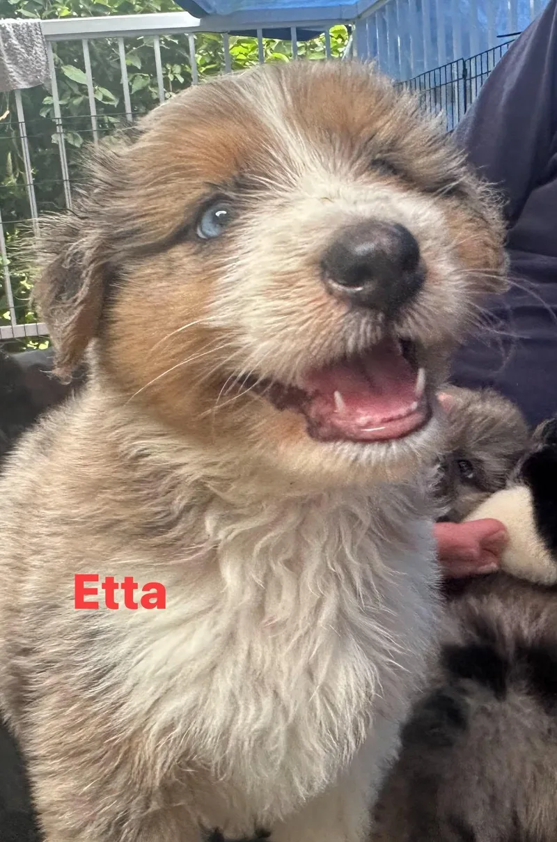 A baby medium-sized female Apricot / Beige Terrier dog named Etta for adoption in Byrdstown, TN