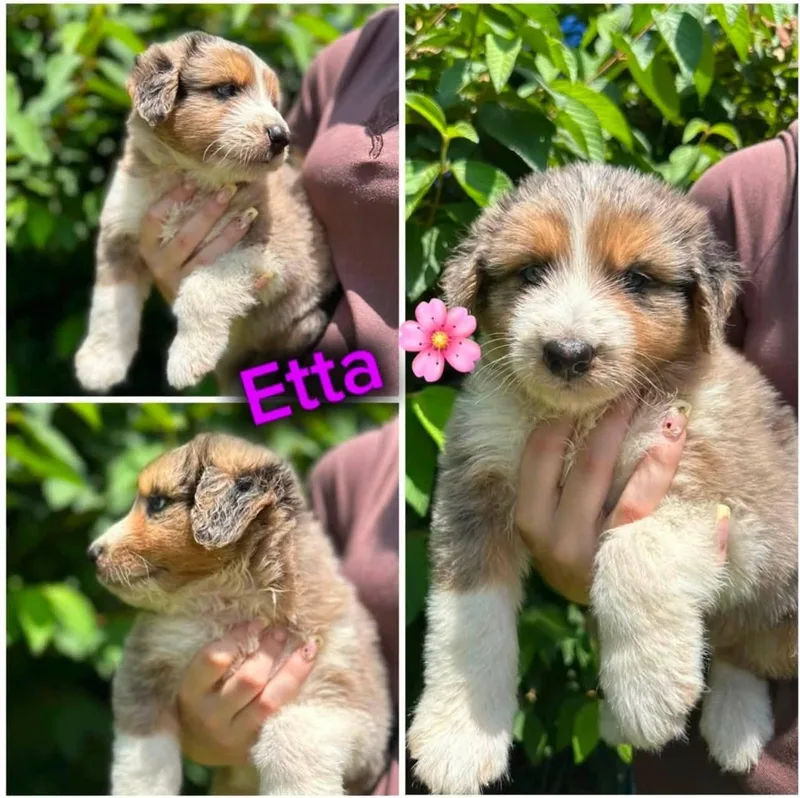 Etta thumbnail 2