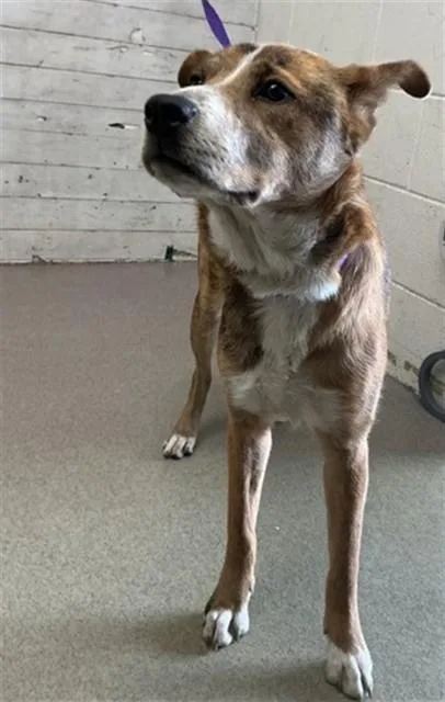 A young medium-sized female German Shepherd Dog dog named Maggie for adoption in San Bernardino, CA