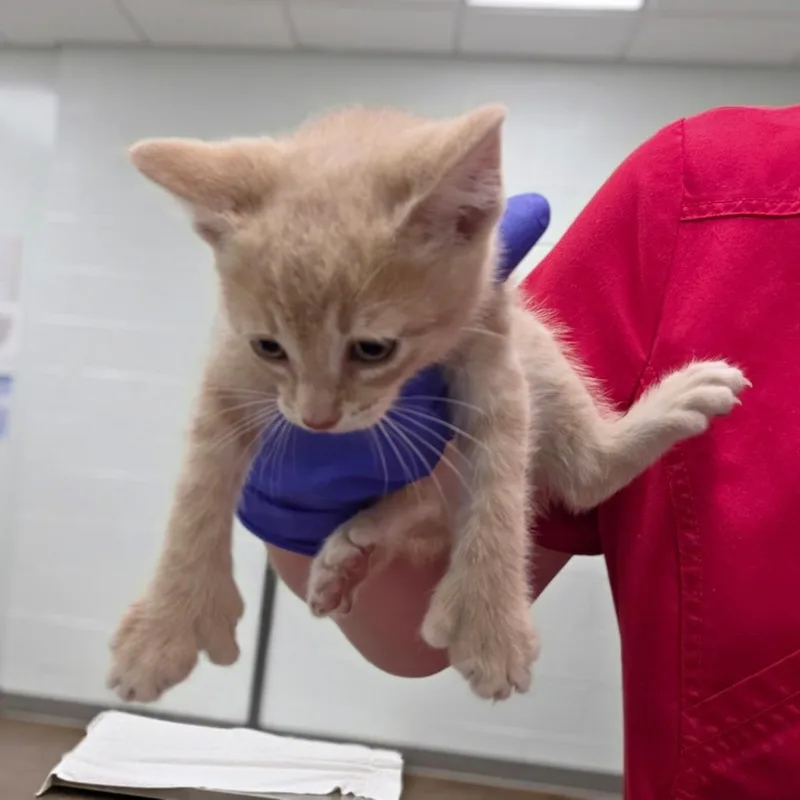 A baby small-sized male Buff / Tan / Fawn Domestic Short Hair cat named Parmesan for adoption in Chattanooga, TN