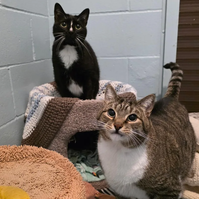 Salt & Pepper thumbnail 2