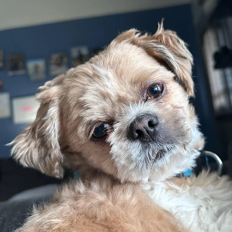 An adult small-sized male Shih Tzu dog named Benji for adoption in Fort Wayne, IN