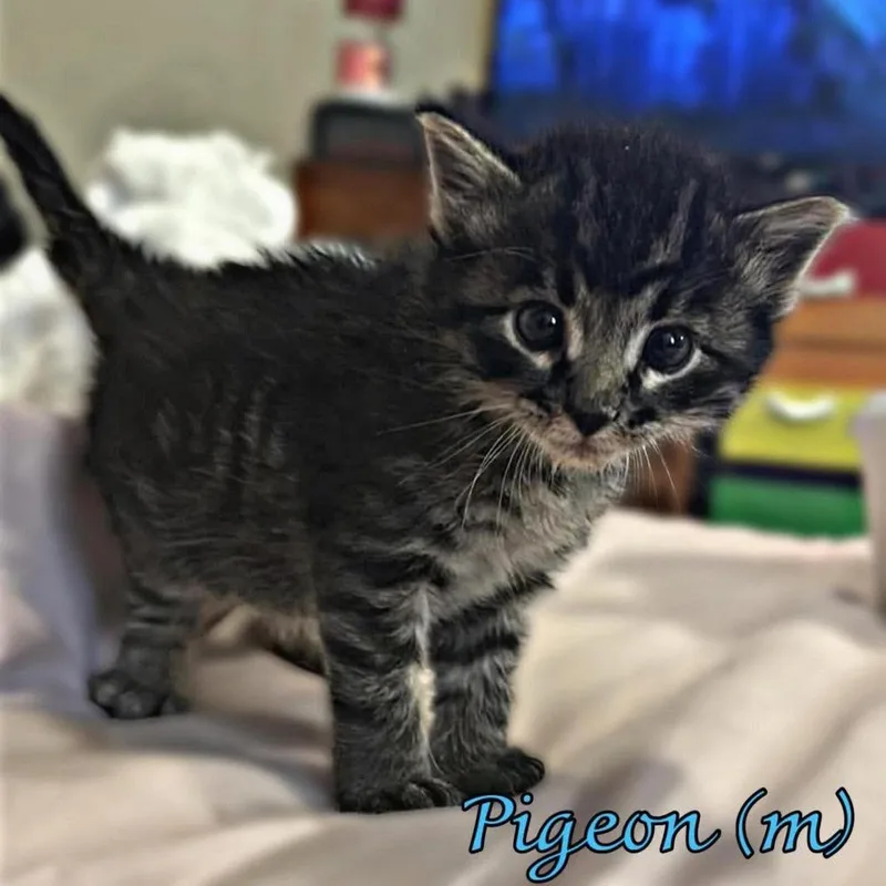 Pigeon