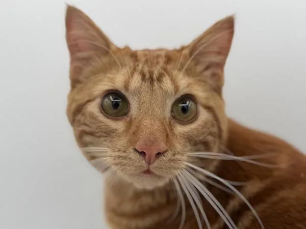 A young small-sized male Domestic Short Hair cat named Simba for adoption in Portland, OR
