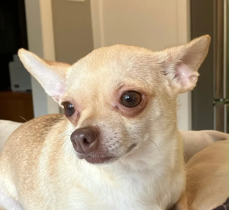 A young small-sized female Chihuahua dog named Patty Cake for adoption in Franklin, TN