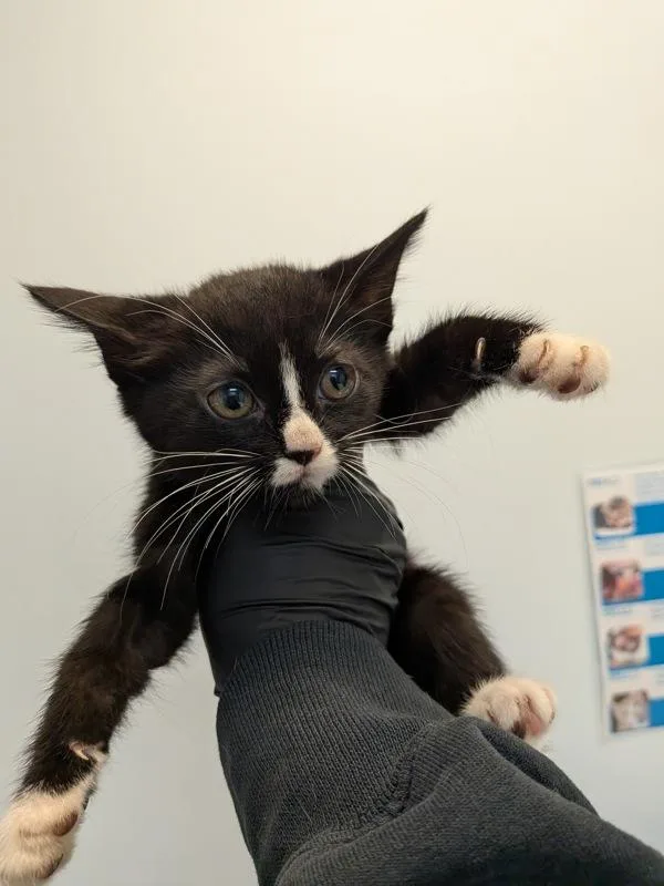 A baby small-sized female Domestic Short Hair cat named Cranberry for adoption in San Diego, CA