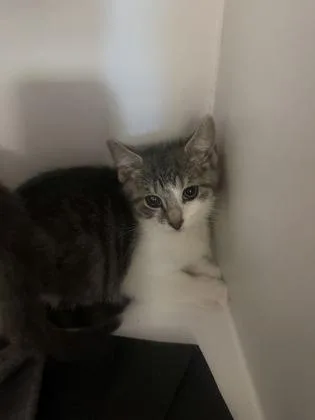 A baby small-sized female Domestic Short Hair cat named Hummus for adoption in Fairfax, VA