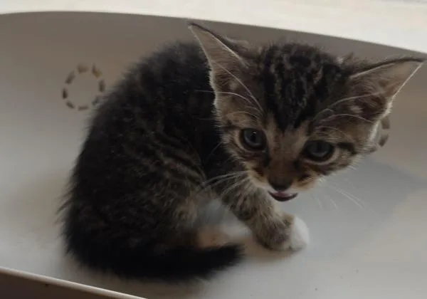 A baby small-sized female Domestic Short Hair cat named Phoebe for adoption in Cleveland, TN