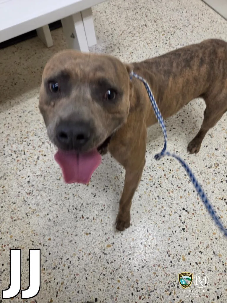 A young medium-sized male Pit Bull Terrier dog named Jj for adoption in Rocky Mount, NC
