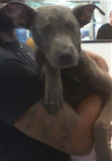 A young small-sized male Pit Bull Terrier dog named A for adoption in Charlotte, NC
