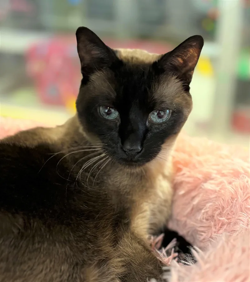 A senior medium-sized female Siamese cat named Cricket for adoption in Iowa City, IA