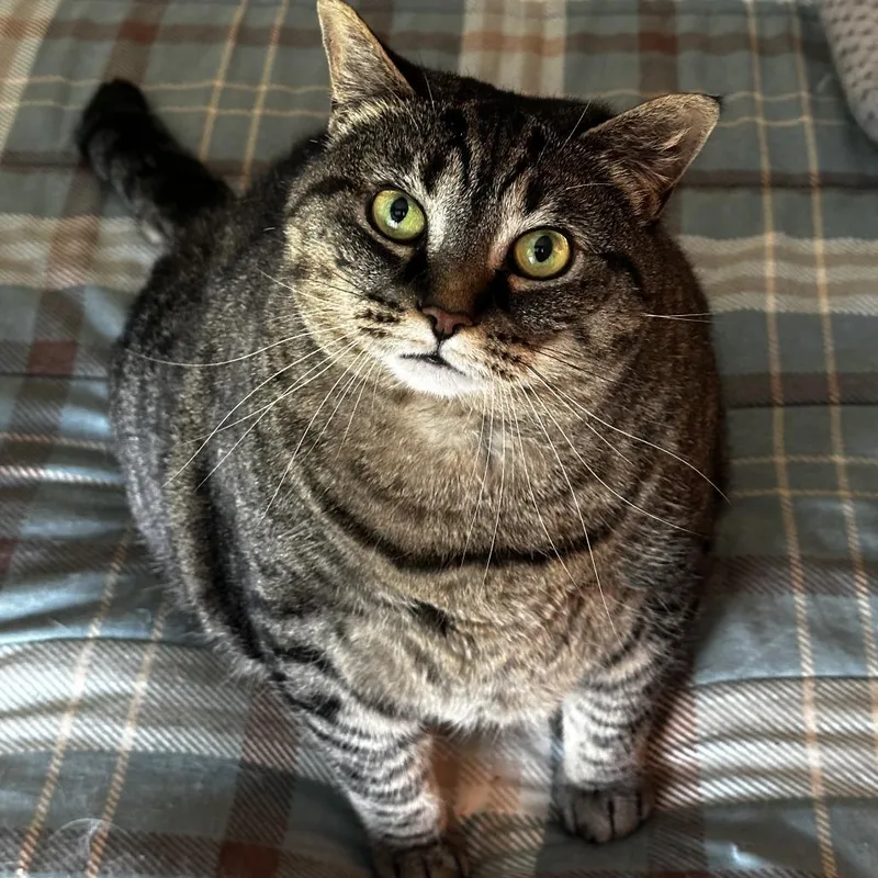 An adult extra large-sized female Brown / Chocolate Domestic Short Hair cat named Hazel for adoption in Lynchburg, VA