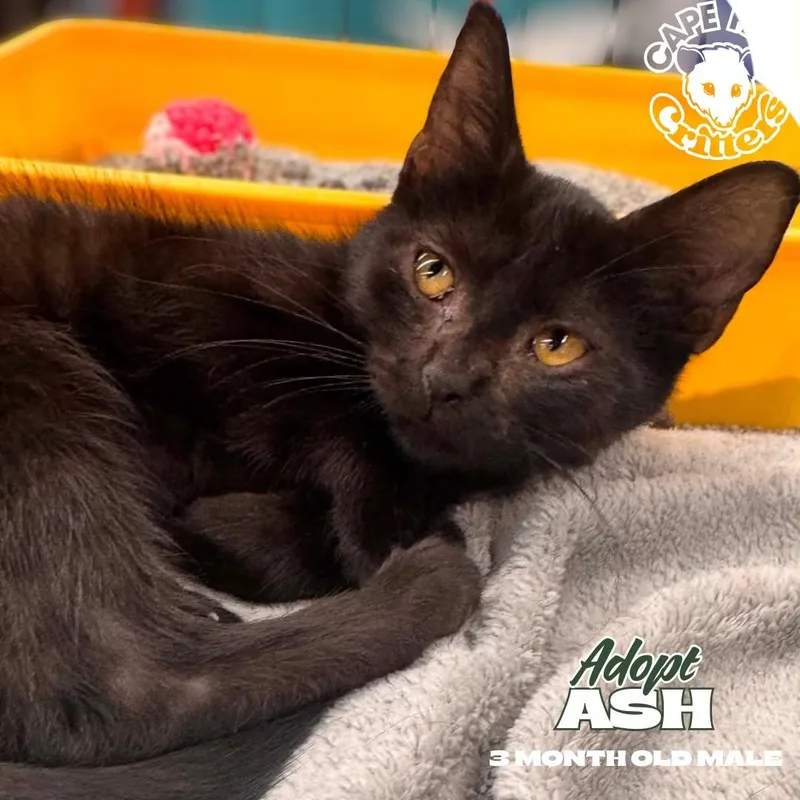 A baby small-sized male Black Domestic Short Hair cat named Ash for adoption in Wilmington, NC