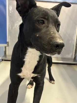 An adult medium-sized female Mixed Breed dog named Tiffany for adoption in El Paso, TX
