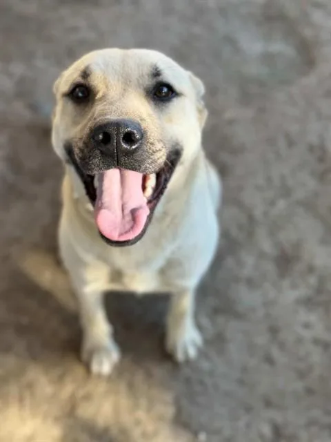 A young large-sized female German Shepherd Dog dog named Rexi for adoption in Riverside, CA