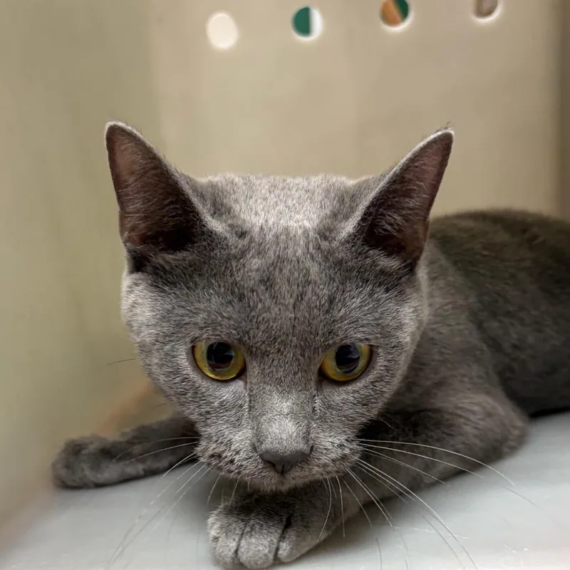 A young medium-sized female Gray / Blue / Silver Domestic Short Hair cat named Autumn for adoption in Reno, NV