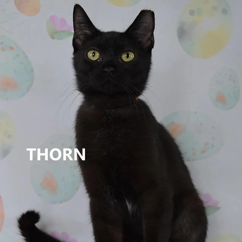 A baby medium-sized female Black Domestic Short Hair cat named Thorn for adoption in Yuma, AZ