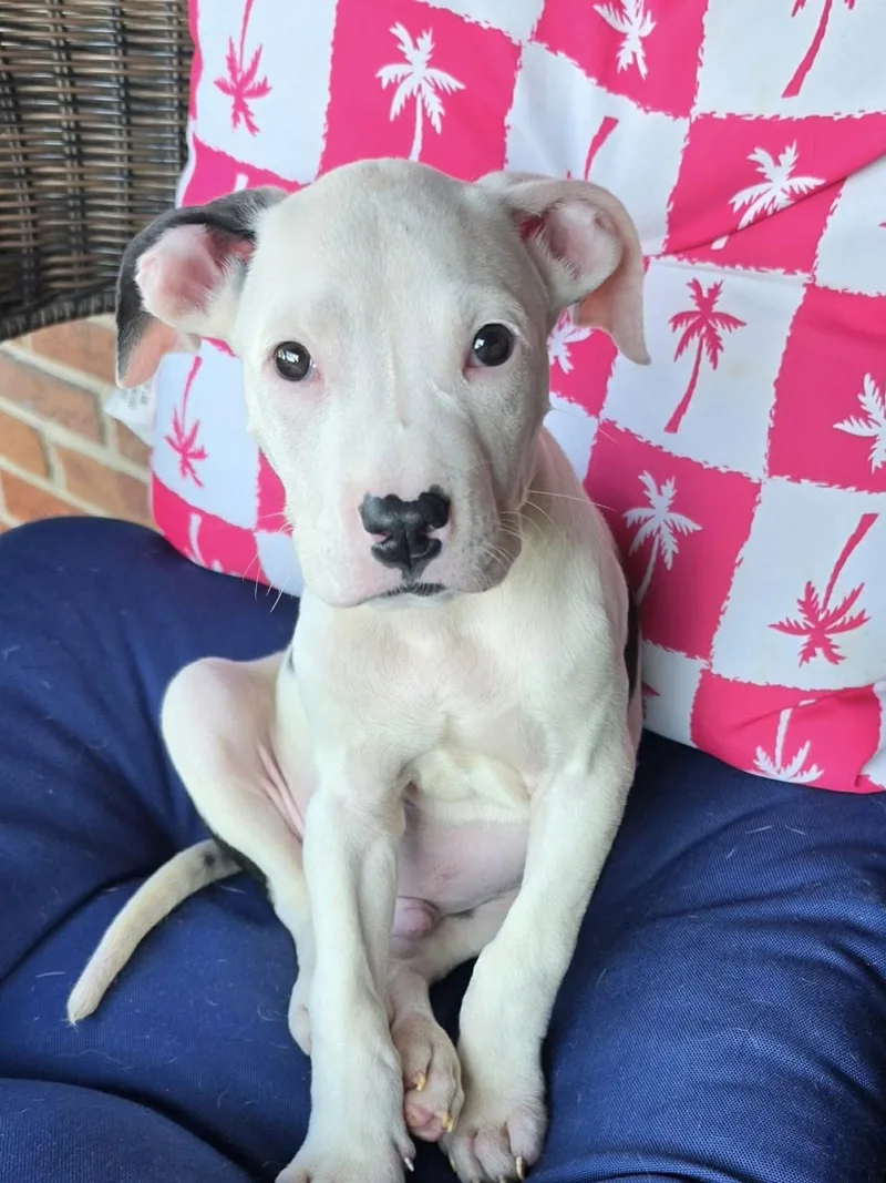 A baby medium-sized male Pit Bull Terrier dog named S'more for adoption in Louisville, KY