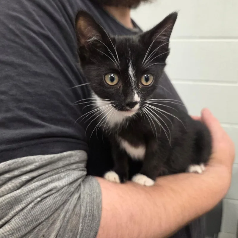 A baby small-sized female Black Domestic Short Hair cat named Black Eyed Pea for adoption in Chattanooga, TN