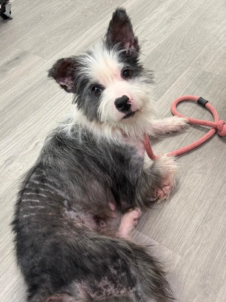 A young medium-sized female Terrier dog named Piper for adoption in New Bern, NC