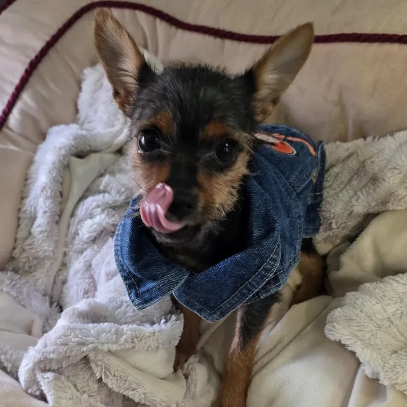 A baby small-sized female Black Yorkshire Terrier dog named Meme for adoption in Santa Barbara, CA