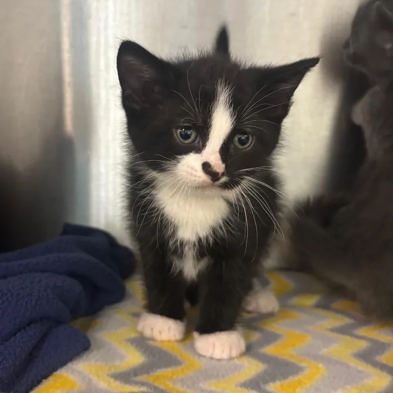 A baby small-sized male Black Domestic Short Hair cat named Pepe for adoption in Waukesha, WI