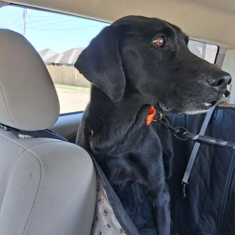 A senior large-sized female Black Labrador Retriever dog named Hope for adoption in Hopkinton, MA