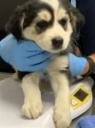 A baby small-sized male Siberian Husky dog named A for adoption in Visalia, CA