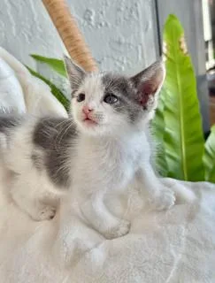 A young small-sized female Gray & White Domestic Short Hair cat named Kiki for adoption in Miami, FL