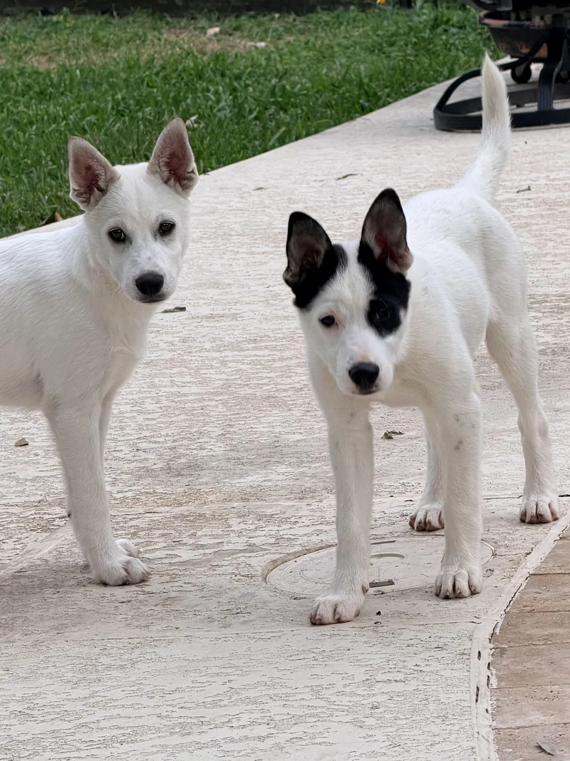 Marshmallow thumbnail 2
